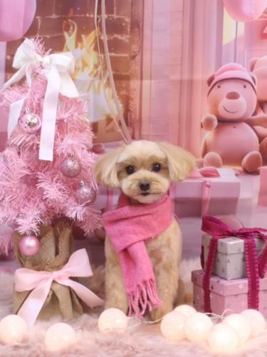 20241218ショコラくん